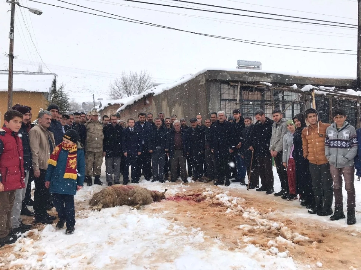 Vatandaşlar Mehmetçik İçin Kurban Kesti