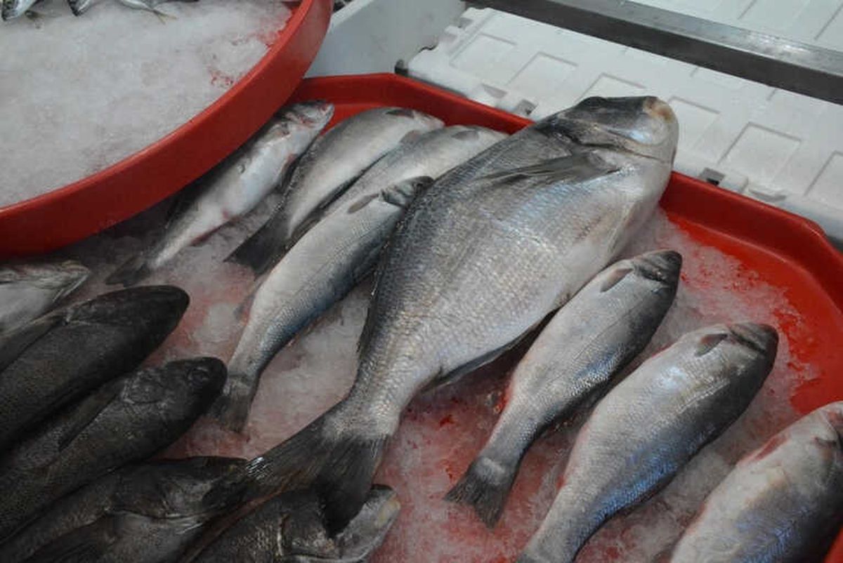 2 Kilogramlık Çipura 100 TL\'den Satılıyor
