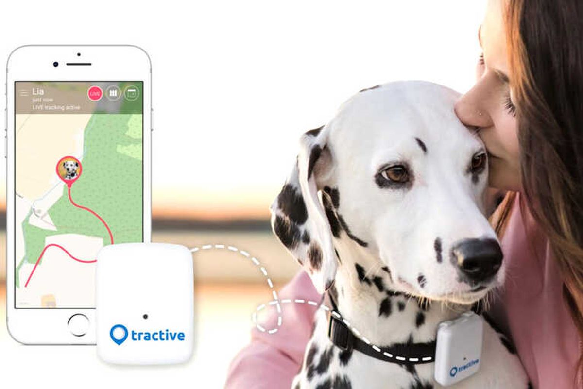 Gps\'li Evcil Hayvan Tasması ile Sevgili Dostunuz Hep Güvende!