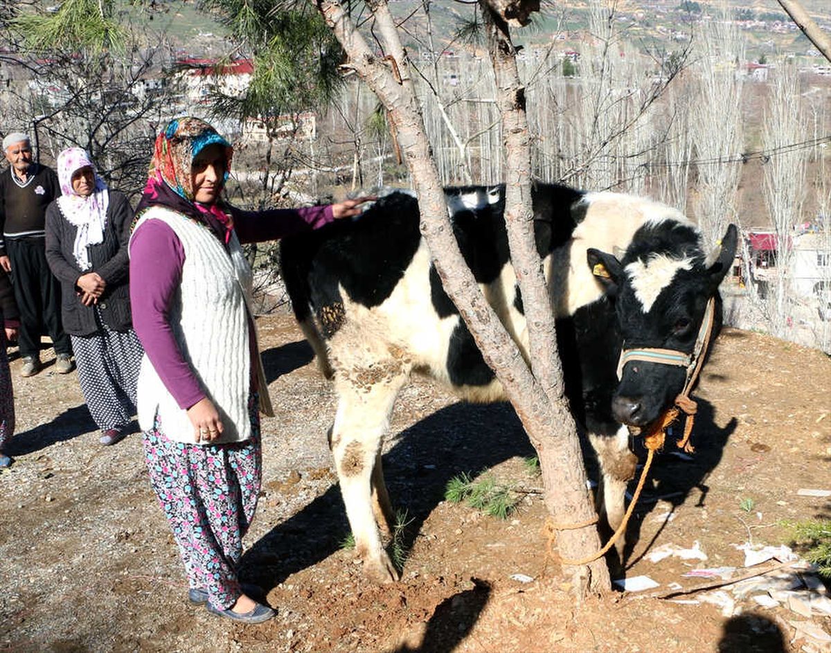 Kahramanmaraş\'ta Hayvan Hırsızlığı