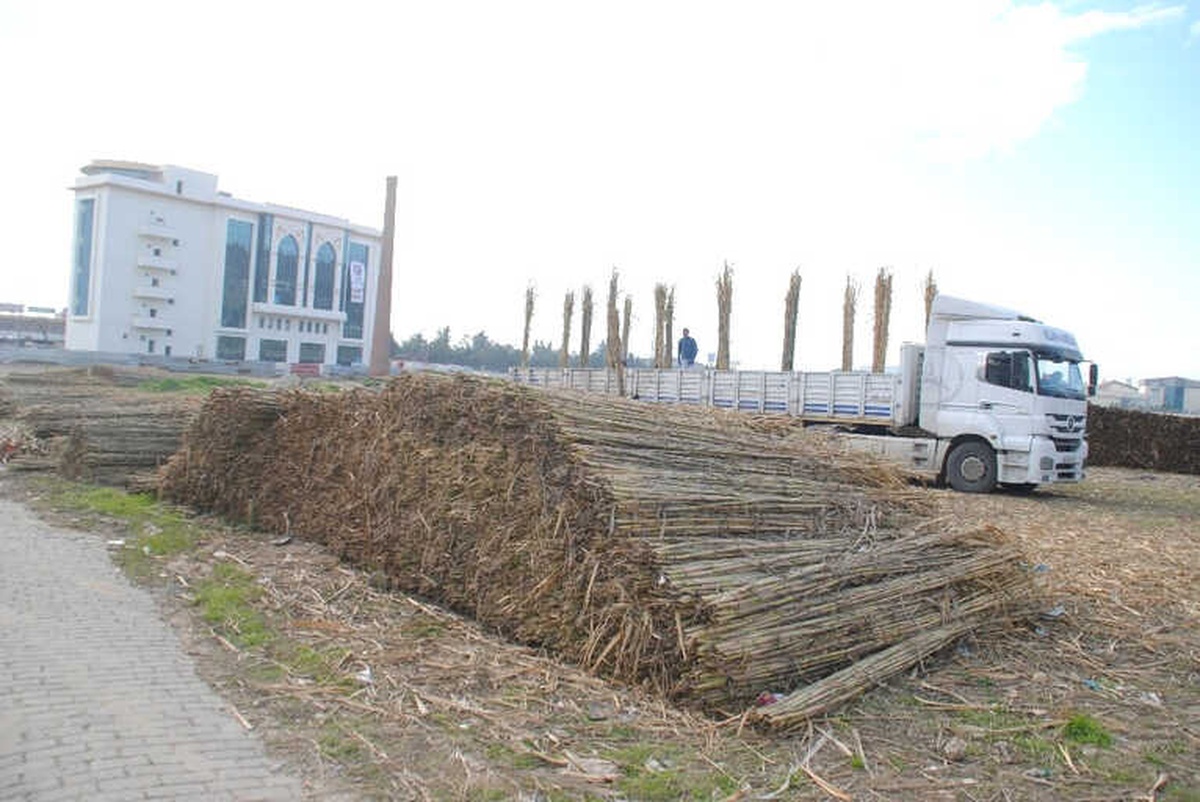 Kargı, Aydın\'da Yaşayan Romanların Ekmek Kaynağı Oldu