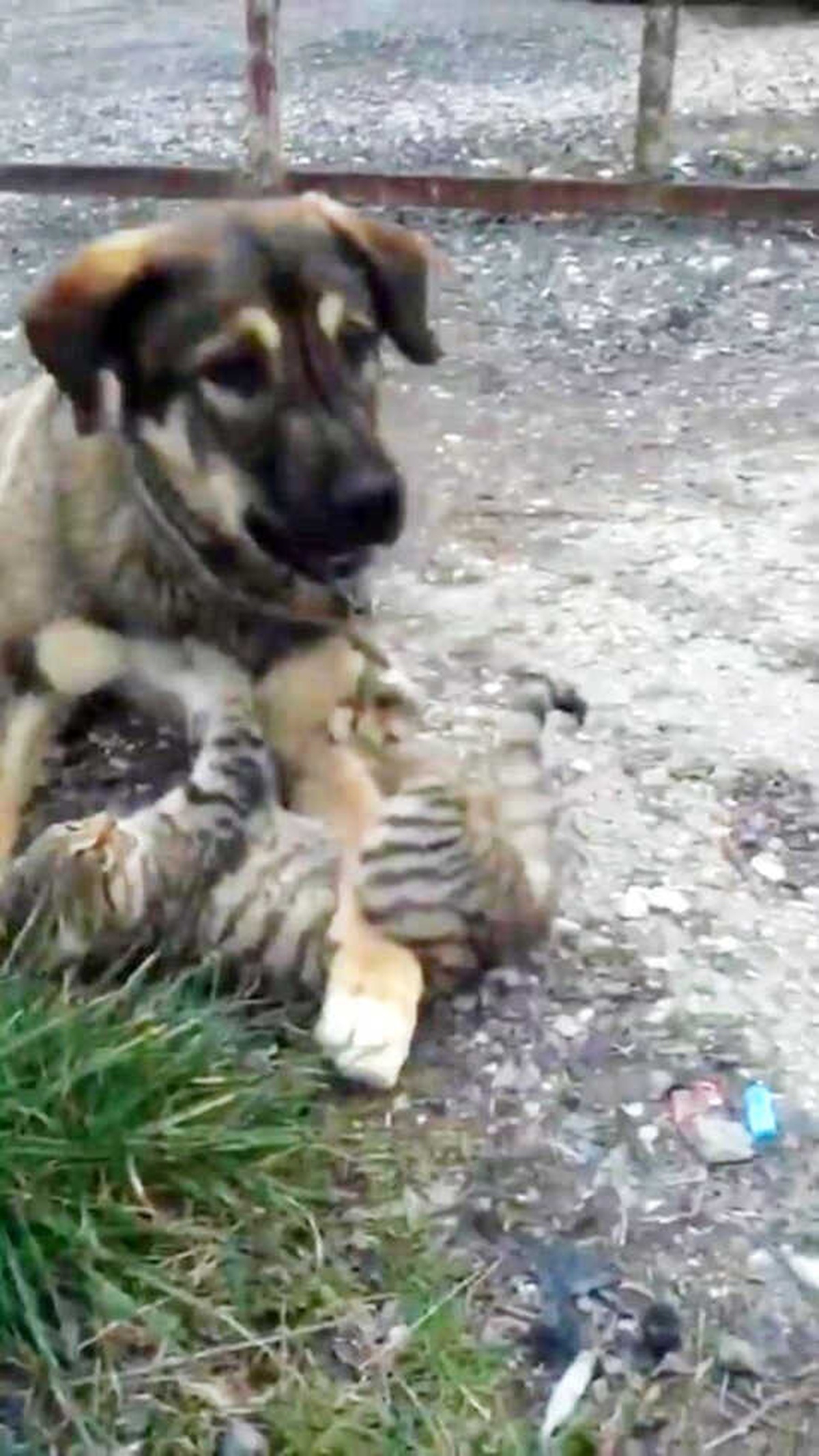 Kedi ve Köpeğin Dostluğu İzleyenleri Şaşkına Çeviriyor