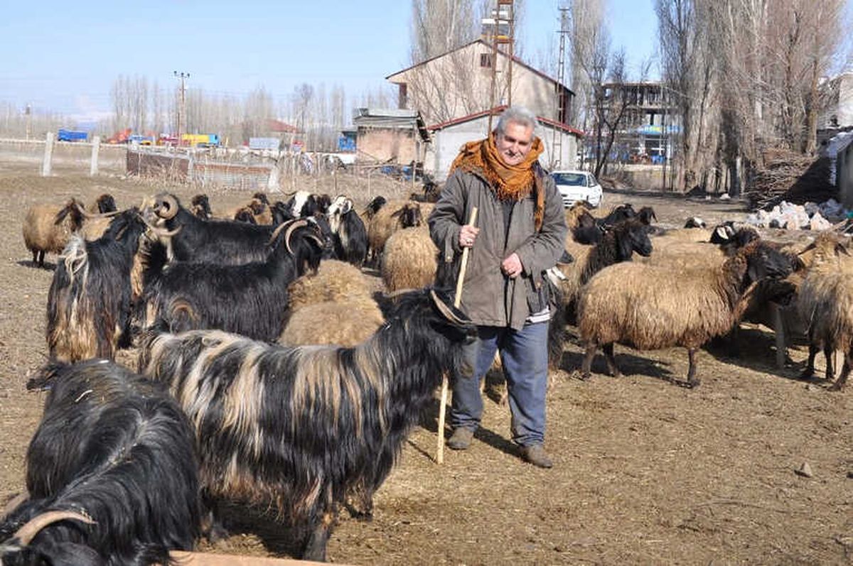 Muş\'taki Besicilerin Kış Sevinci