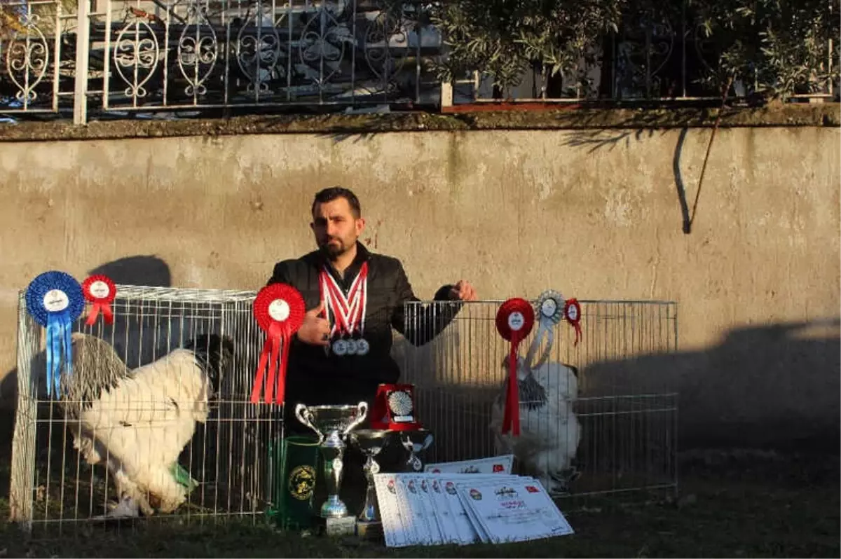 7 Yılın Sonunda Şampiyon Horoz Yetiştirdi