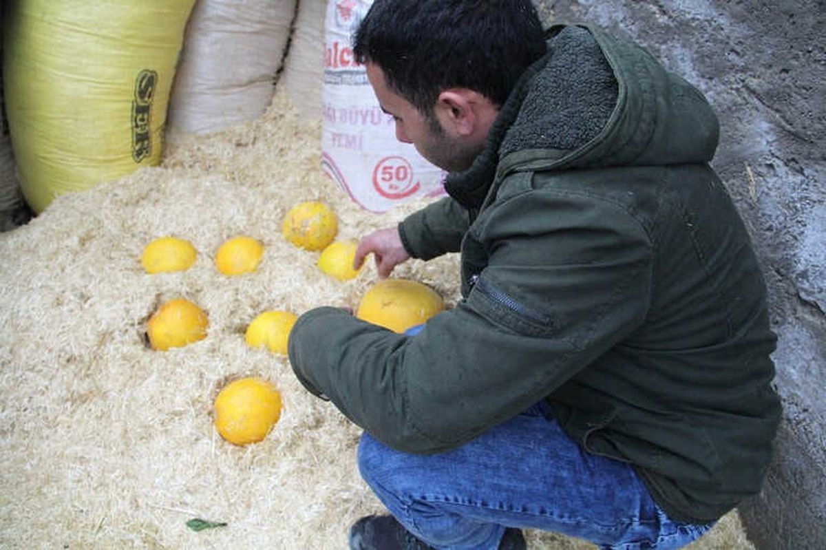 Kavunu Samanda Saklayıp Kışın Tüketiyorlar
