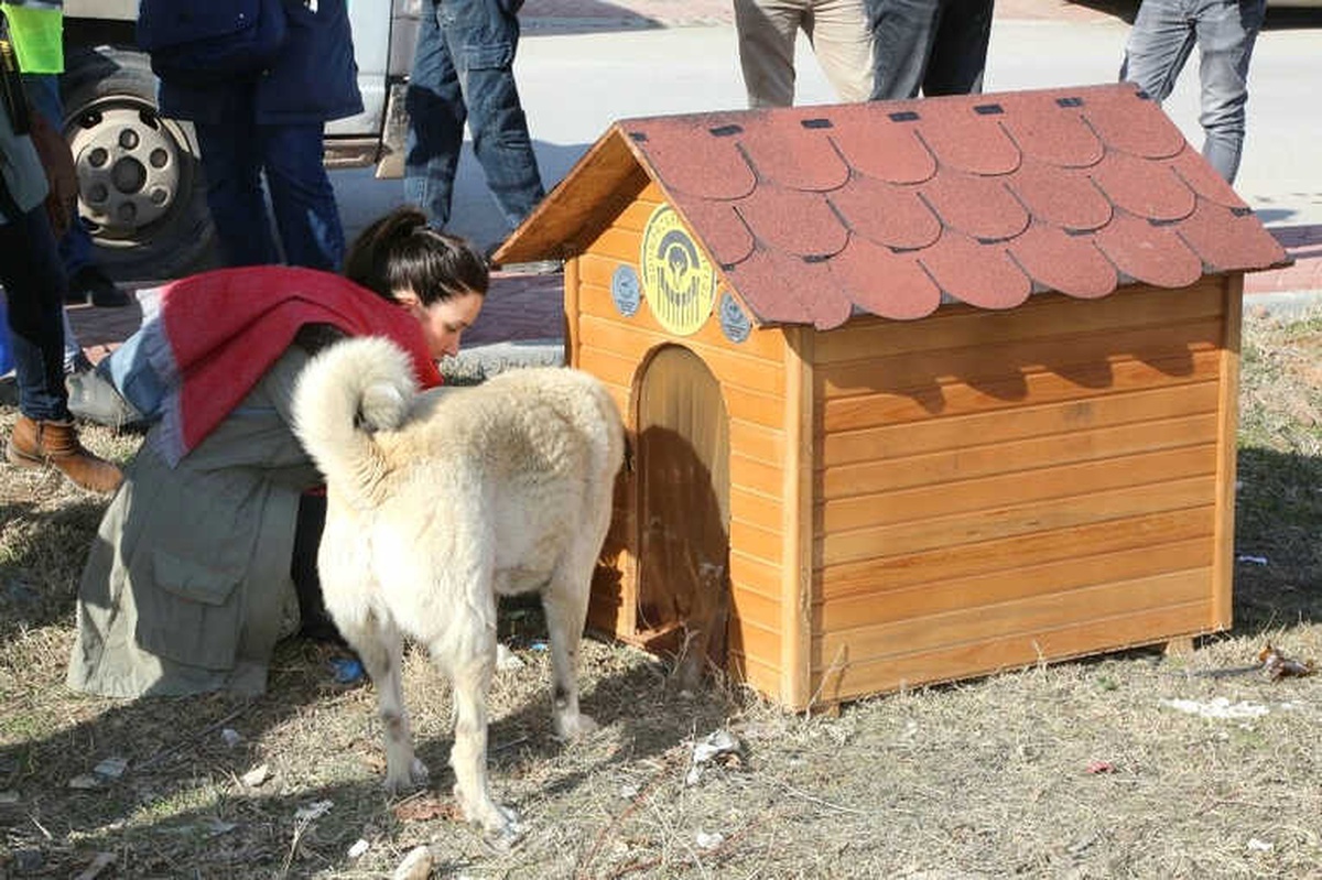 Odunpazarı\'nda Sokaktaki Canlar Evsiz Kalmadı