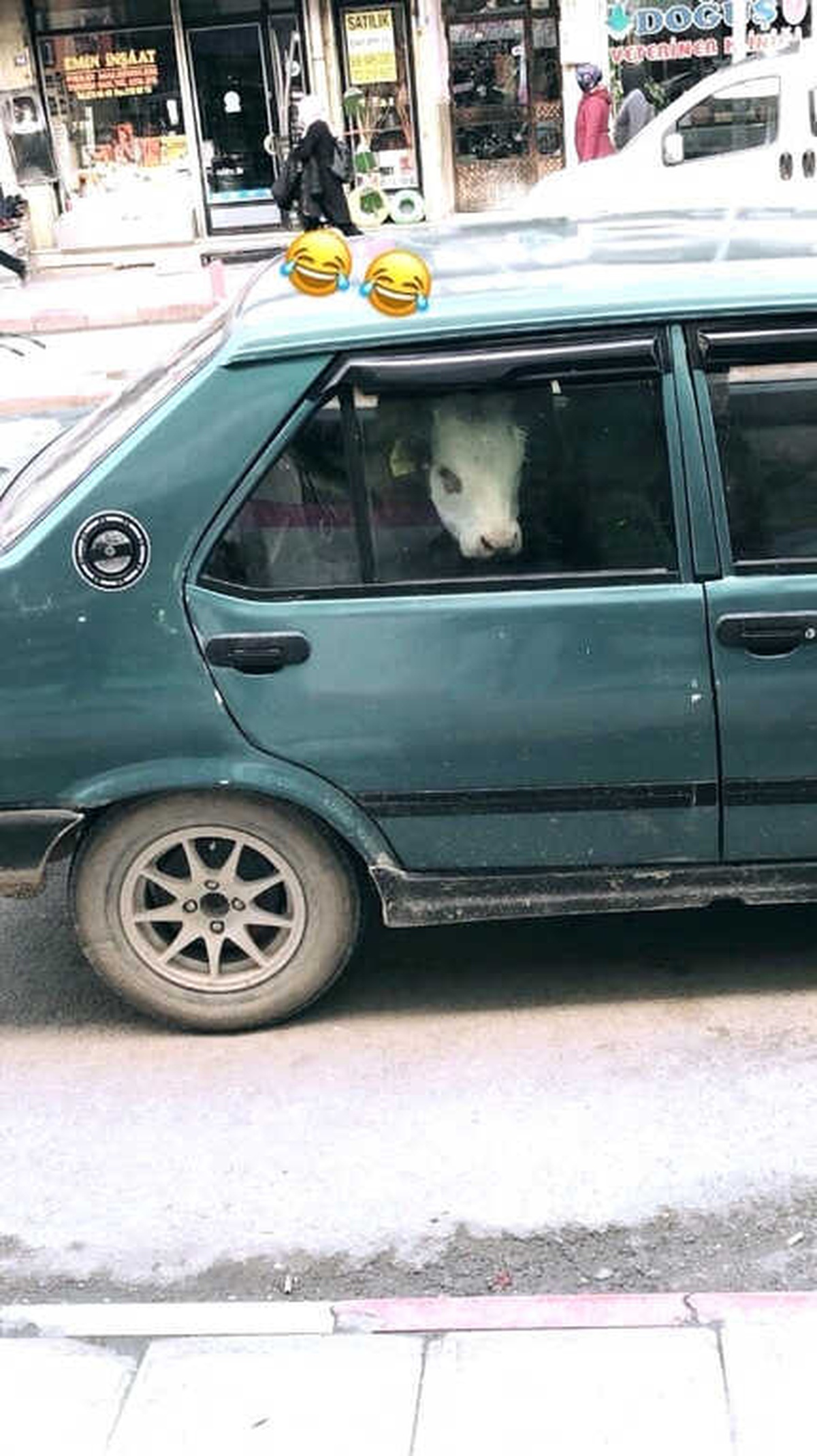 Otomobilin Arka Koltuğuna İnek Yavrusu Bindirdi