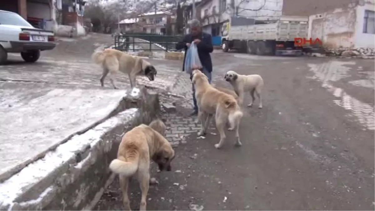 Tokat\' Ta Muhtarlık Maaşını Sokak Hayvanlarına Harcıyor