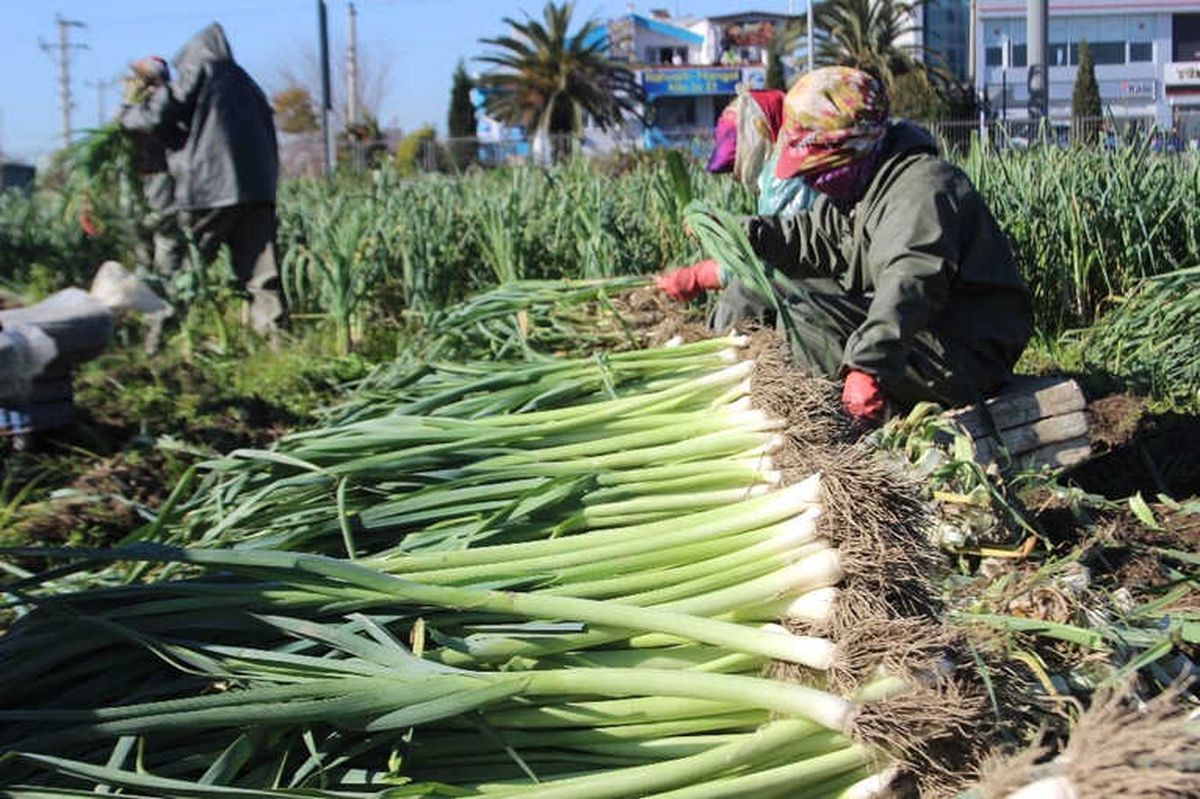 Tzob Kadın Çiftçilere Yıpranma Payı İstedi