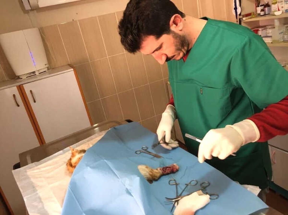 Arabanın Motor Kısmına Sıkışan Kedi Kurtarıldı