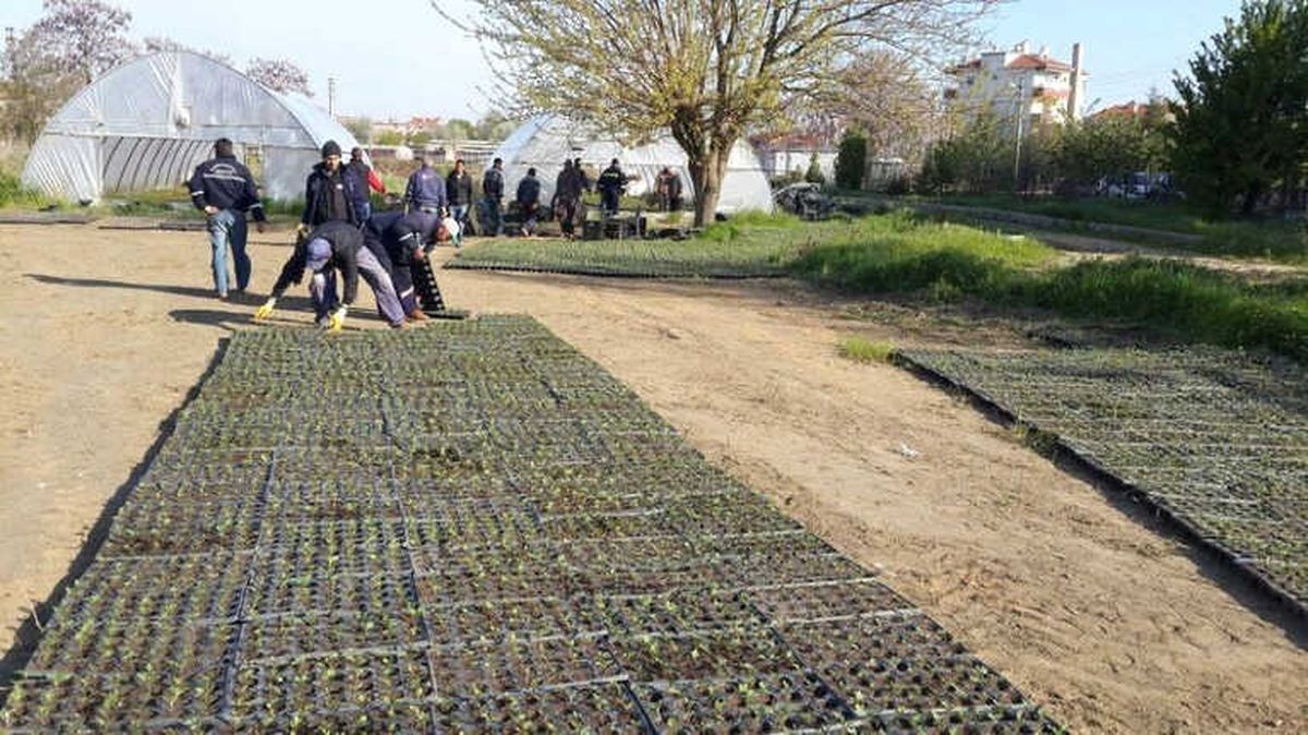 Belediye Kendi Çiçeğini ve Malzemelerini Kendi Üretiyor
