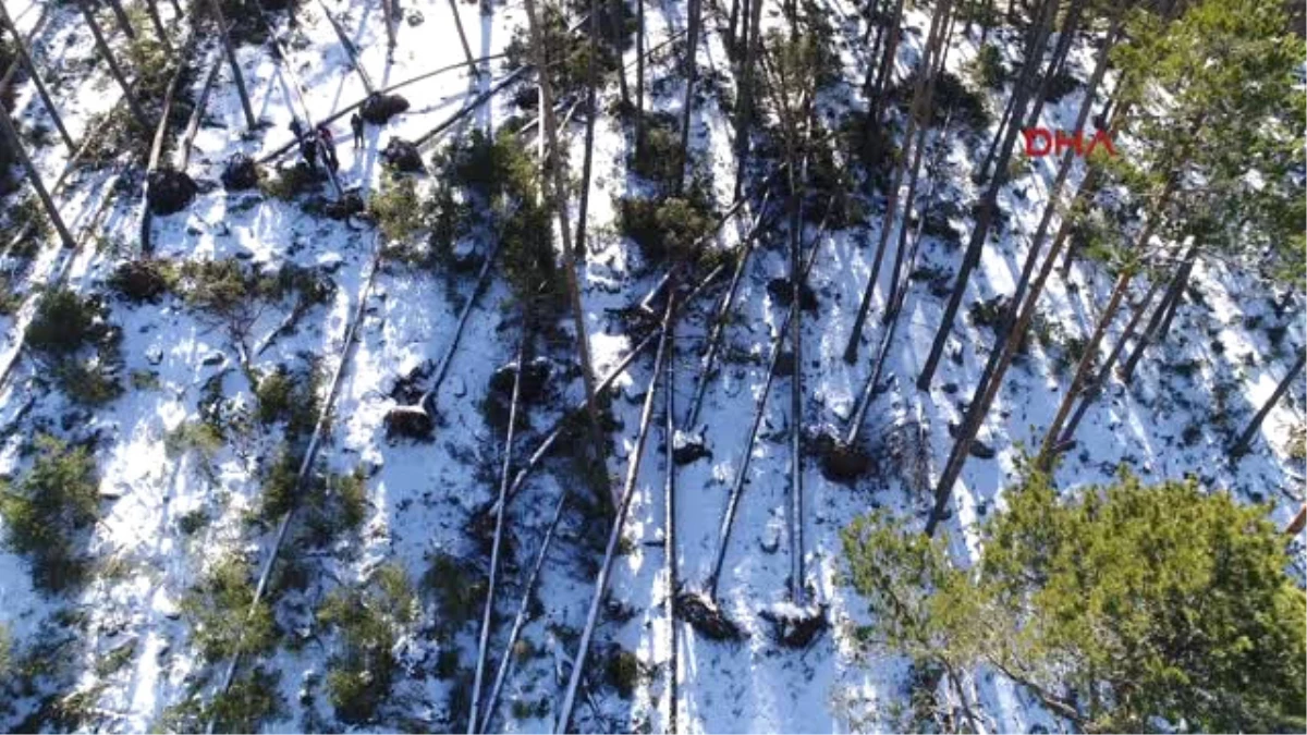 Bolu Aladağlar\'da Yüzlerce Ağaç Rüzgar Nedeniyle Devrildi