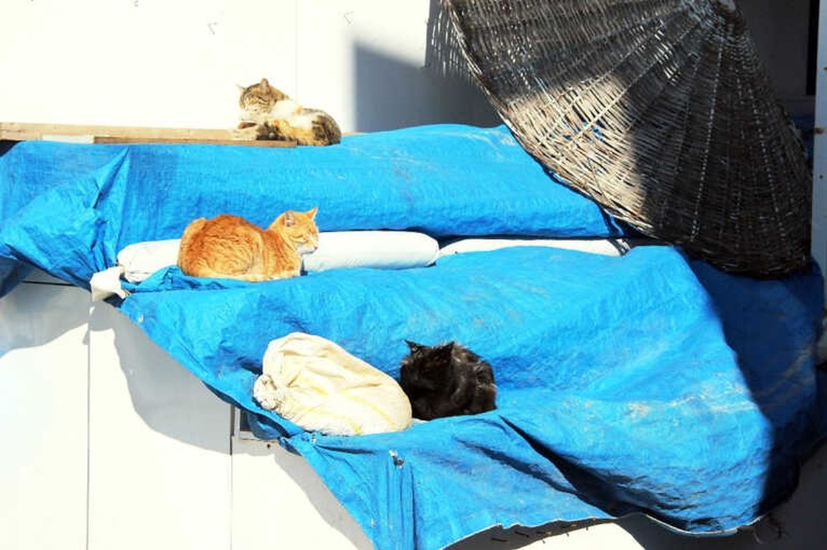 Dünyaca Ünlü Sahil ve Plajlar Sokak Hayvanlarına Kaldı