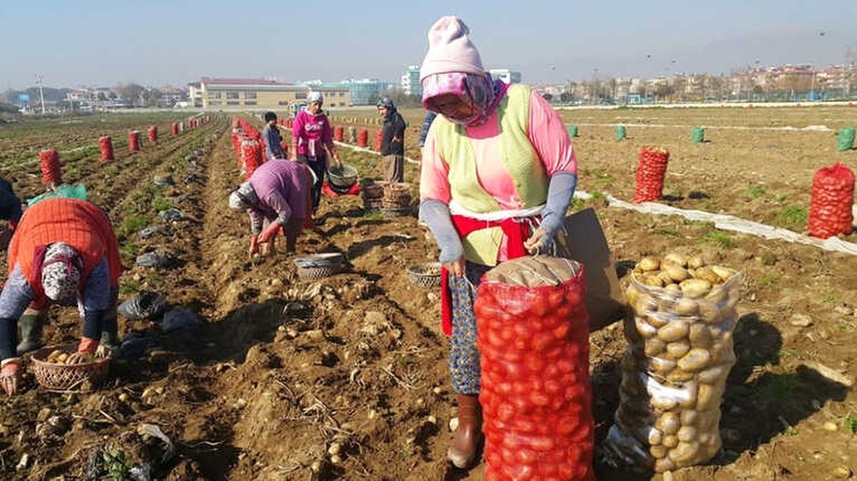 Ödemiş\'te Patates Hasadı Sürüyor