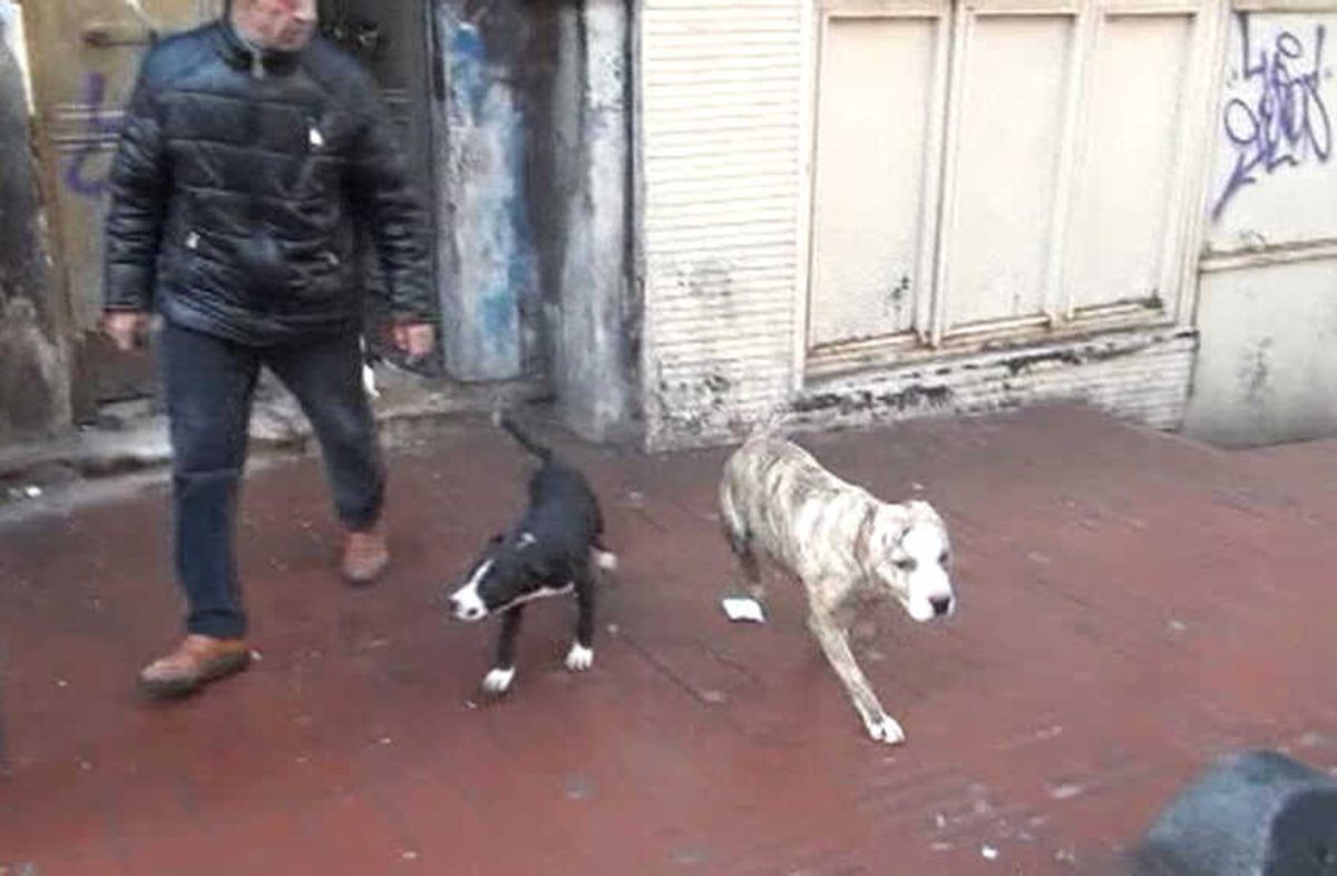 Taksim\'de Metruk Binada Dövüş Köpekleri Bulundu