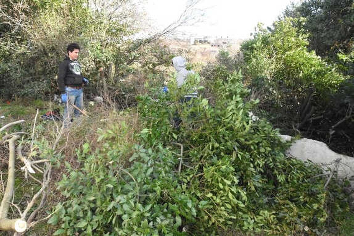 Sinop\'ta Defne Yaprağı Gelir Kapısı Oldu