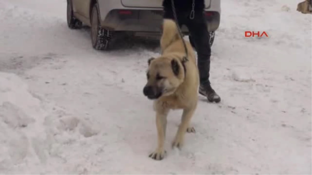 Sivas Milli Köpek Irkları, Türkiye\'nin Güvenliği İçin Görevde