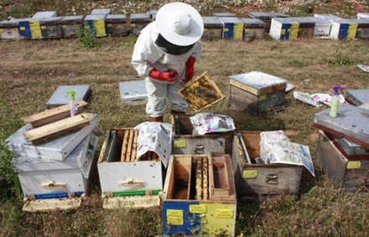 Arıcılık Sektörüne Can Suyu 2 Proje Geliyor