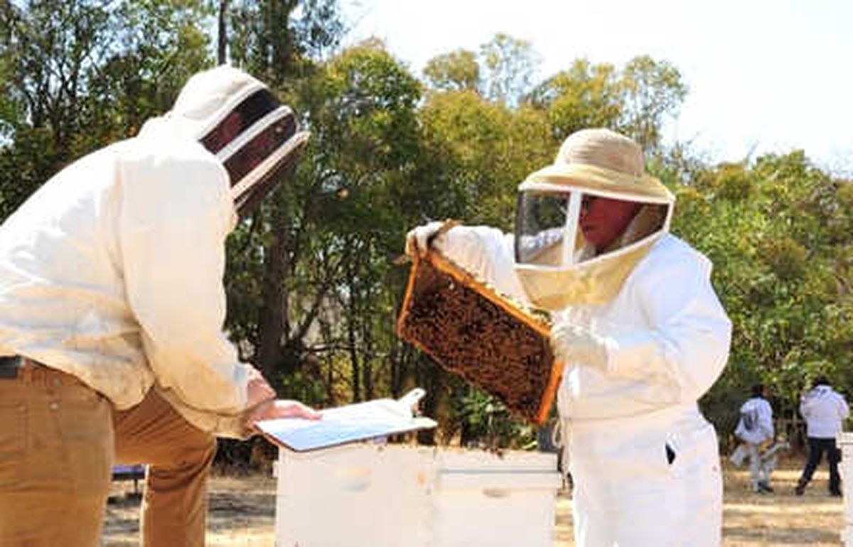 Bal Araştırma Projesine 60 Milyon Lira Destek