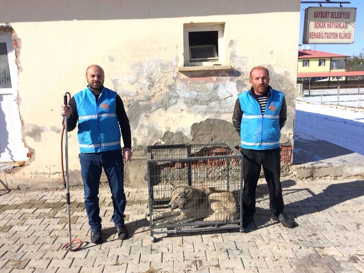 Bayburt\'ta Şehir Merkezine İnen Kurt Yakalandı