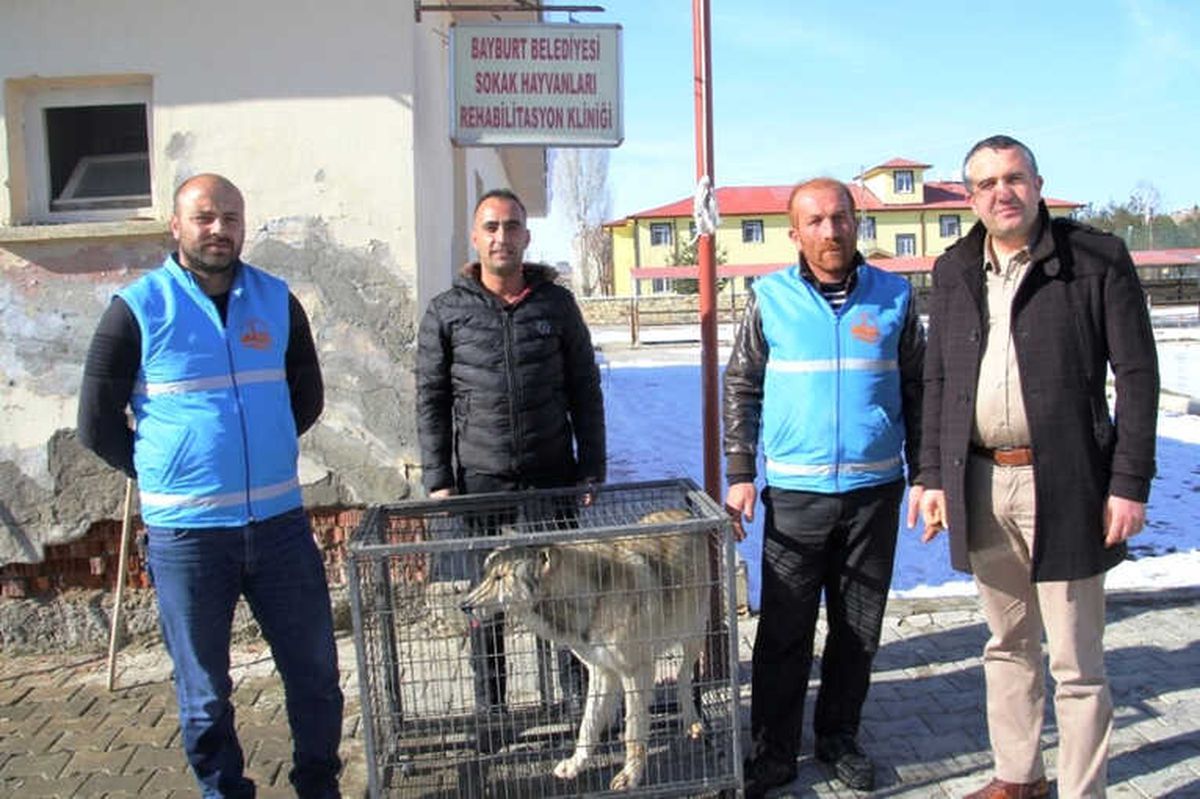 Bayburt\'ta Şehir Merkezine İnen Kurt Yakalandı