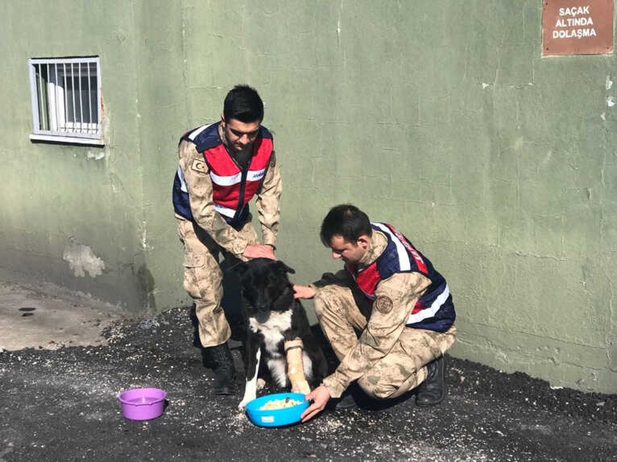 Jandarmadan Ayağı Kırık Sokak Köpeğine Şefkat Eli