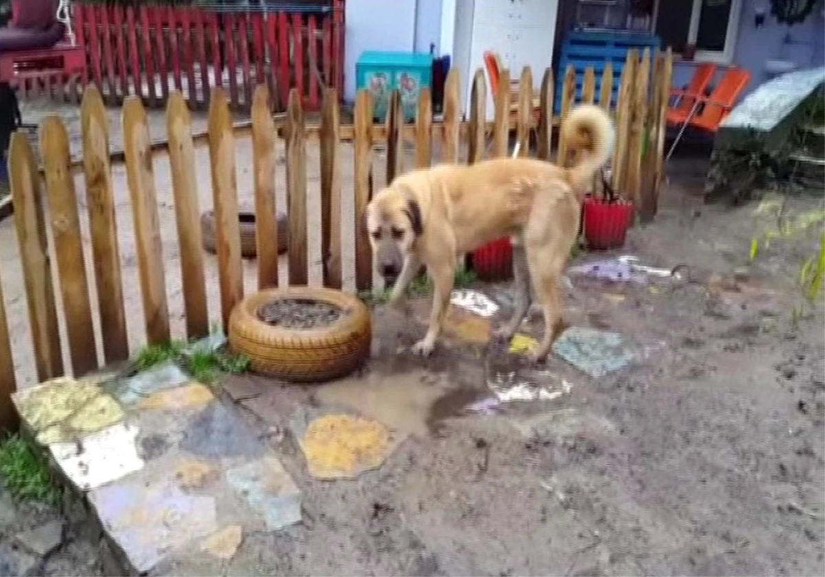 Kuyu" Köpek Kurtarılmasından Bir Sene Sonra Görüntülendi