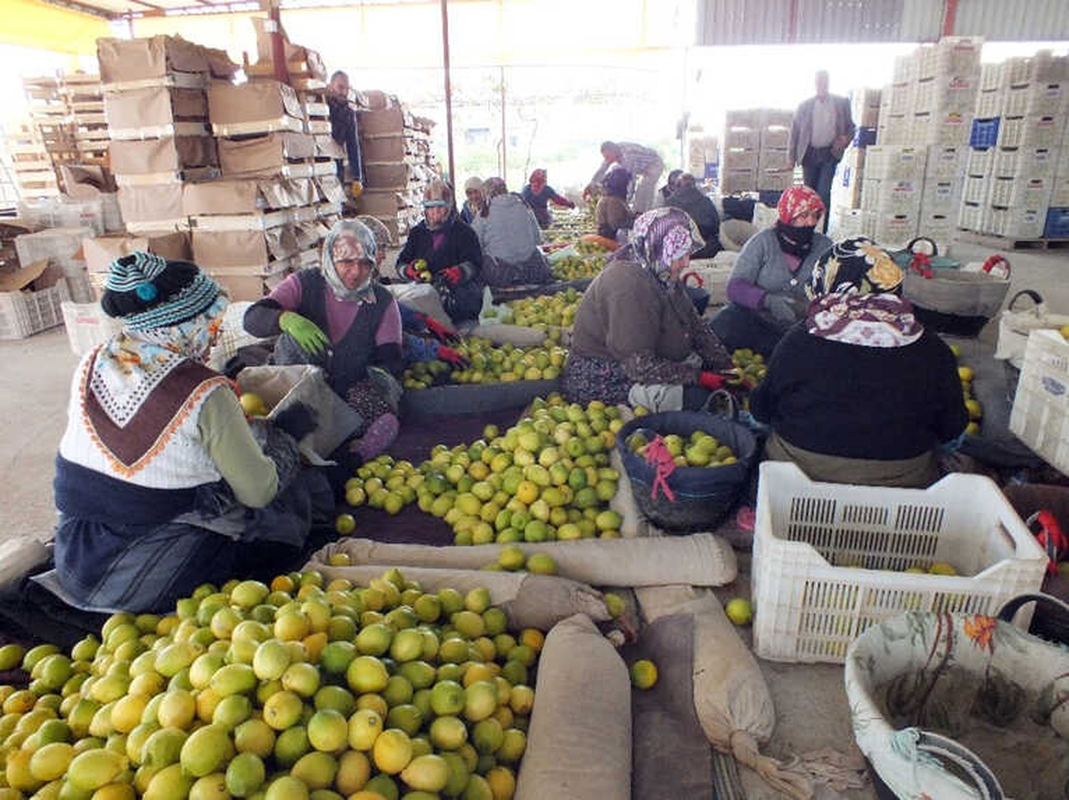 Limon Tezgahlarının Yükünü Kadınlar Çekiyor