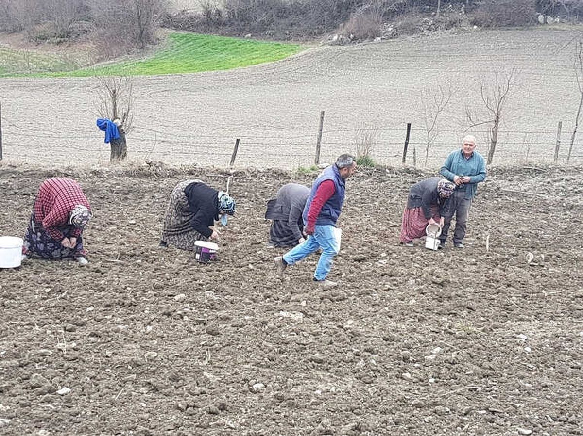 Sarımsak Var, Rağbet Yok