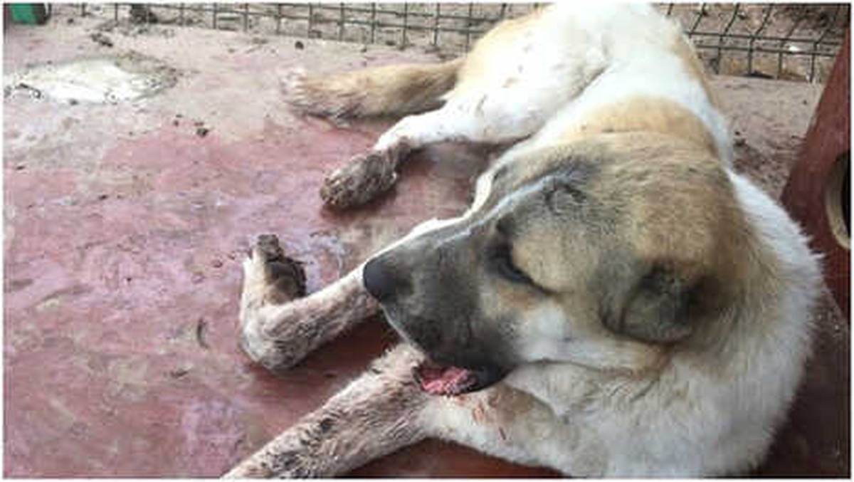 Trenin Çarptığı Köpeği Belediye Sağlığına Kavuşturdu