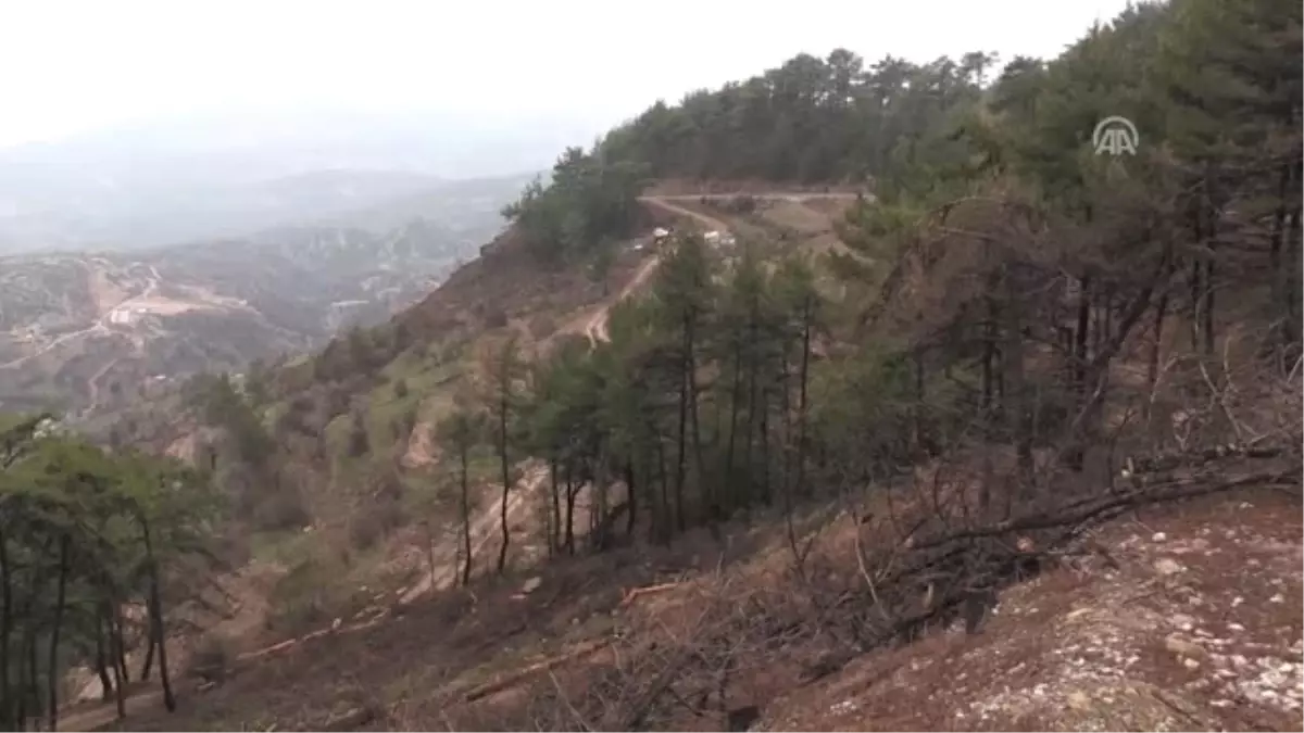 Yangında Zarar Gören Alana 3 Bin Zeytin Fidanı