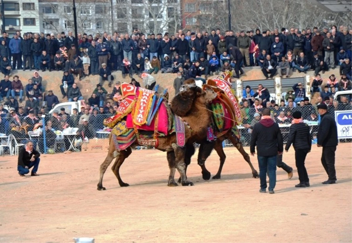 Biga\'da Deve Güreşleri Nefes Kesti