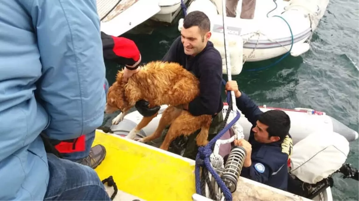 Gözleri Görmeyen Sokak Köpeğinin İmdadına İtfaiye Ekipleri Yetişti