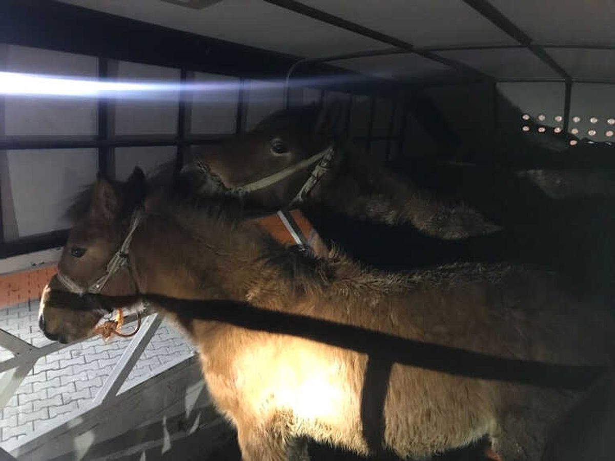 Kahramanmaraş\'ta Kaçak At Kesimi Şüphesiyle Durdurulan Kamyonda, 6 Ata El Konuldu.