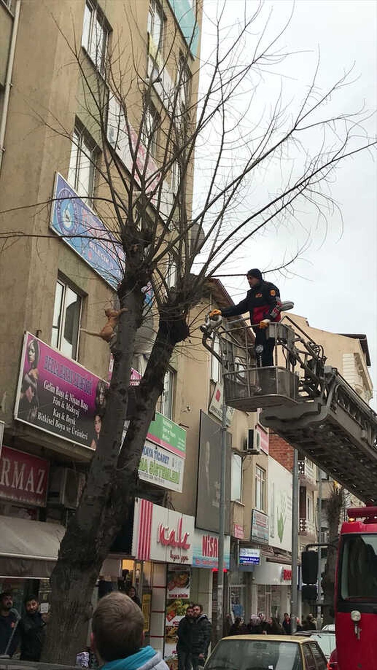 Ağaçta Mahsur Kalan Kedi Kurtarıldı