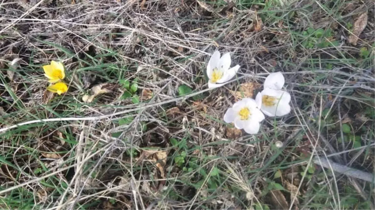 Nevşehir\'de Kardelen ve Çiğdemler Çiçek Açtı