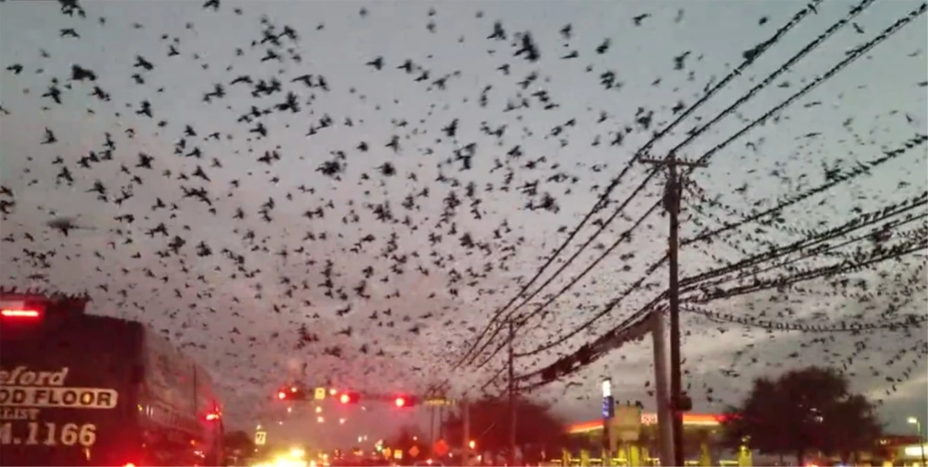 ABD\'de Ürküten Görüntü! Kuş Sürüsü Şehrin Üstüne Karabasan Gibi Çöktü