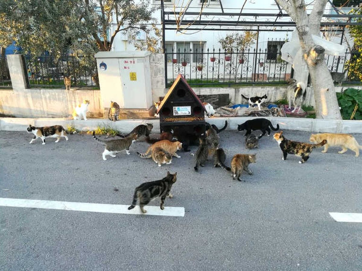 Aliağa\'da 2 Bin Sokak Hayvanı Tedavi Edildi