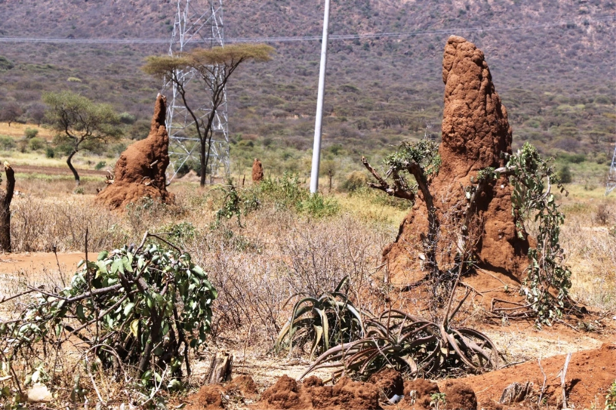 Etiyopya\'daki Karınca Gökdelenleri Turistleri Büyülüyor