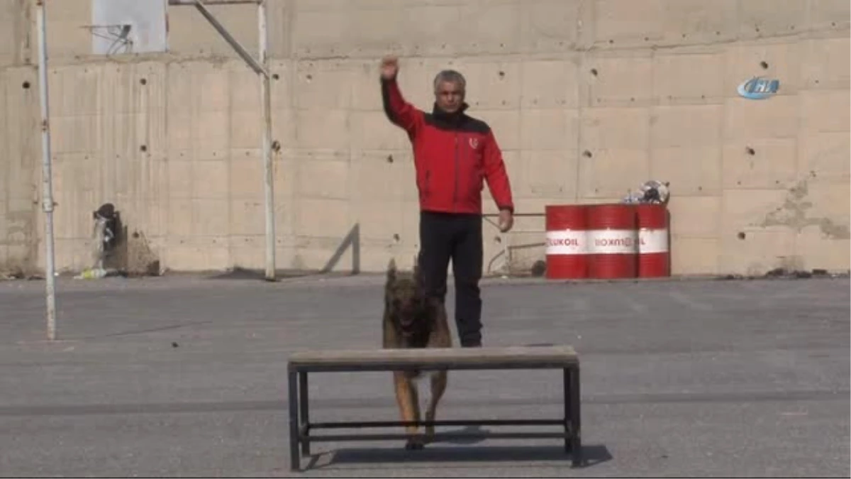 İzmir\'in Şampiyon Köpeği