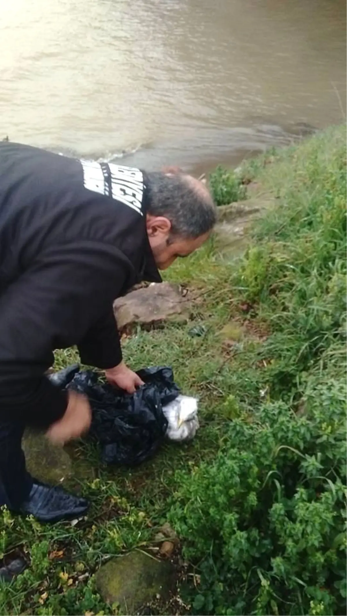 Karayolunda Ezilmek Üzere Olan Martıyı Belediye İşçisi Kurtardı