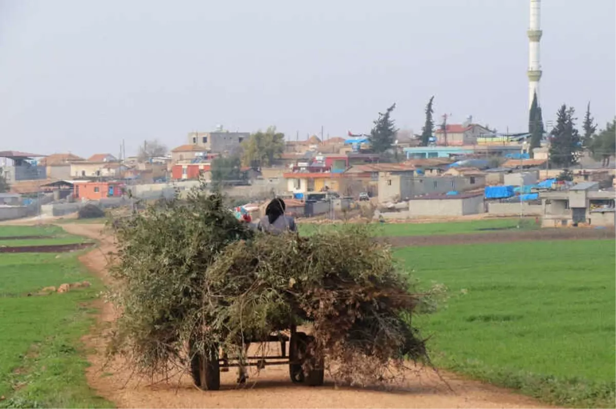 Operasyon Bölgesinden Dünyaya Zeytin ve Zeytinyağı