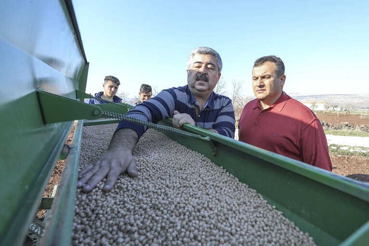 Büyükşehirin Dağıttığı Nohutların Ekimine Başlandı