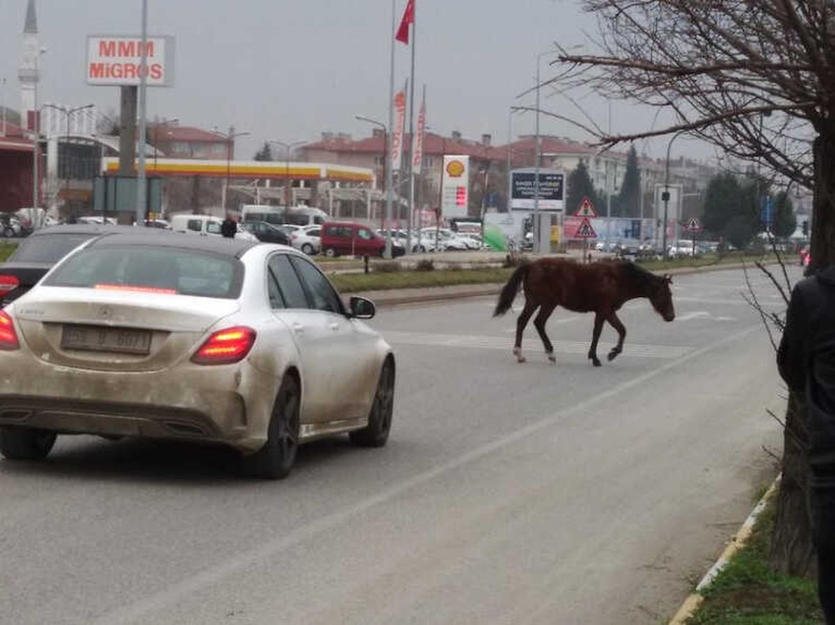 Edirne\'de Atlar Yine Sahnede