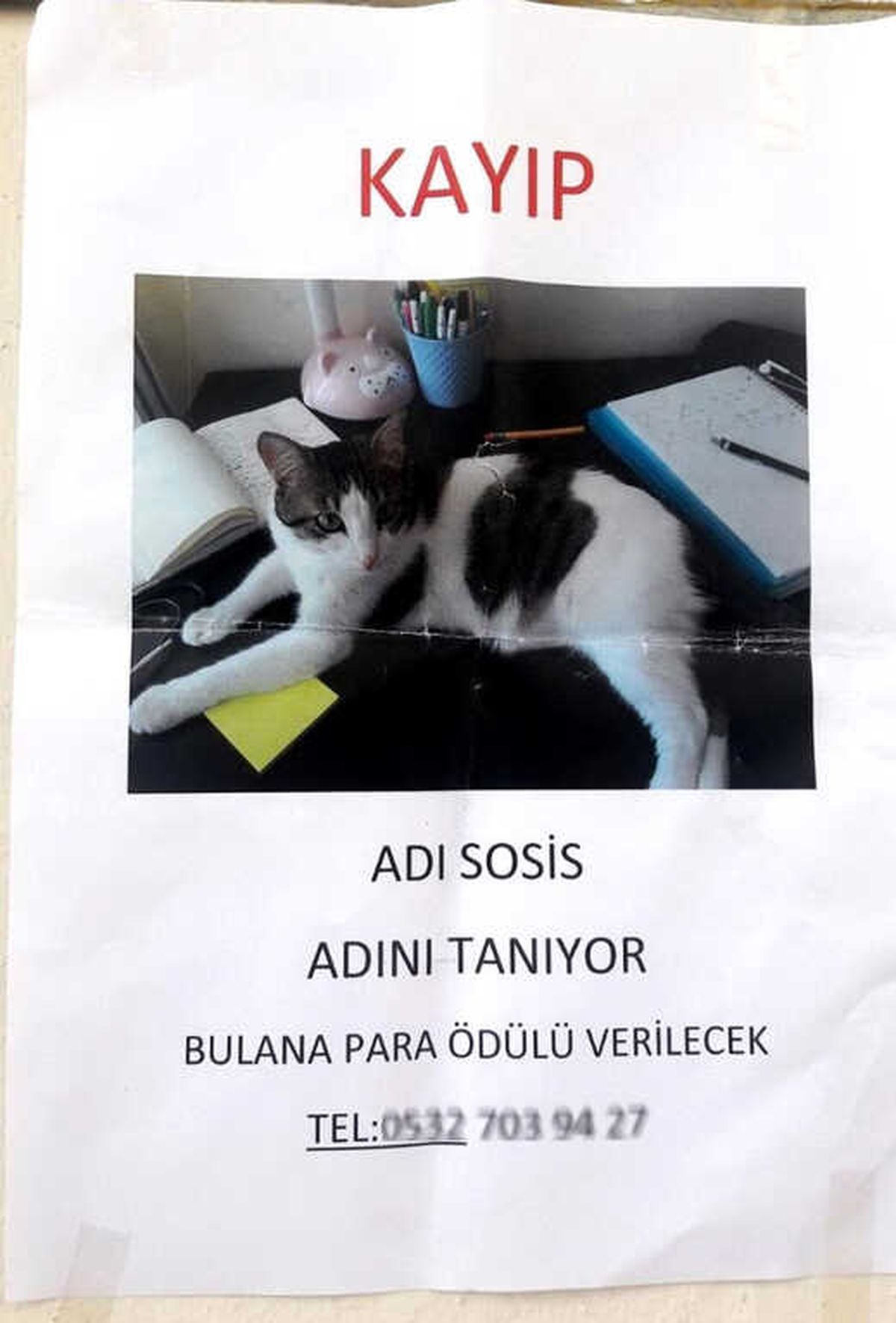 Kaybolan Kedi İçin \'Kayıp\' İlanı