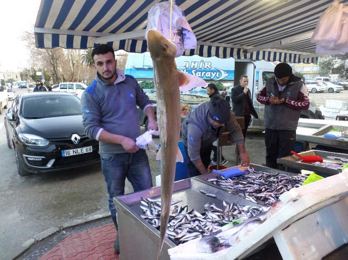 Marmara\'da Köpek Balığı Yakalandı