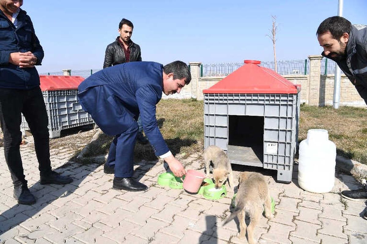 Muş\'ta Sokak Hayvanları Sahipsiz Değil