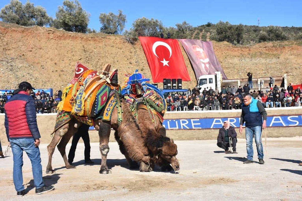 Edremit Deve Güreşlerine Hazırlanıyor