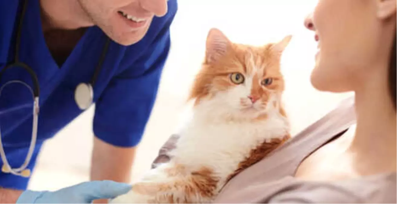 Evimize Yeni Aldığımız Hayvanlar İçin Nelere Dikkat Etmemiz Gerekiyor?