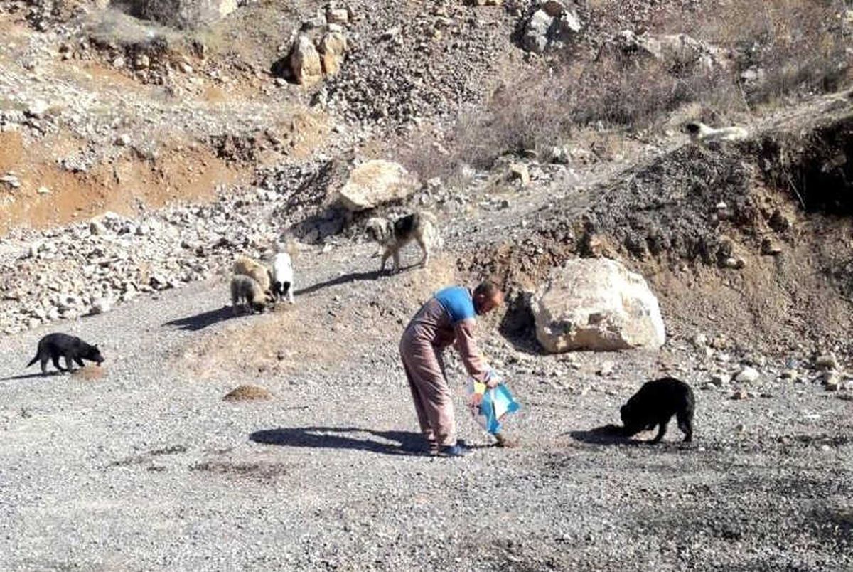 Hakkari\'de Sokak Hayvanlarına Yiyecek Bırakıldı